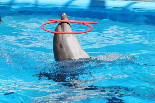 Dolphin Island Singapore Tickets Image