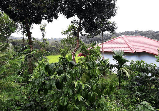 A Serene Homestay Cottage Amid Coffee Plantation In Sakleshpur Image