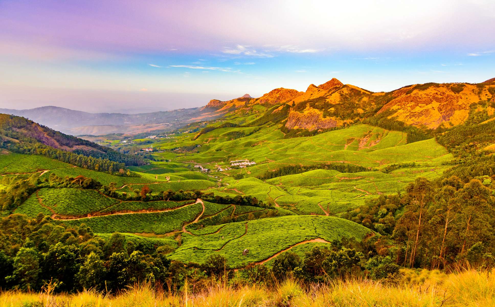 Cycling Amidst Tea Plantation, Munnar Image