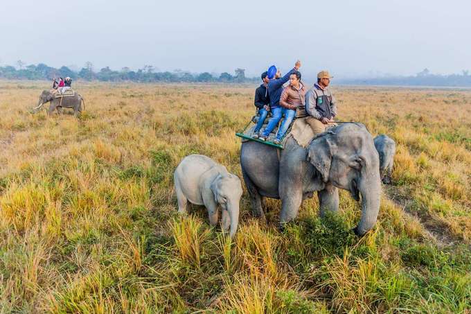 Enjoy a 1 hour of Elephant Safari in Kaziranga