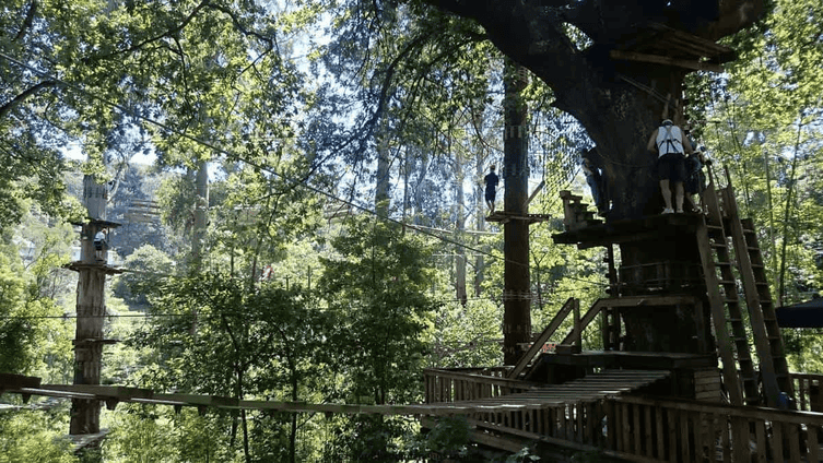 Treetops Adventure Belgrave