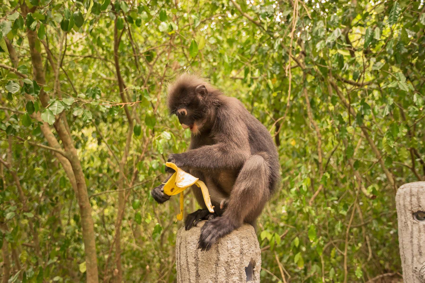 Morning Rainforest Trek Image