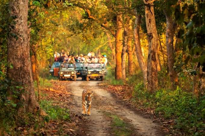 Safari at Jim Corbett