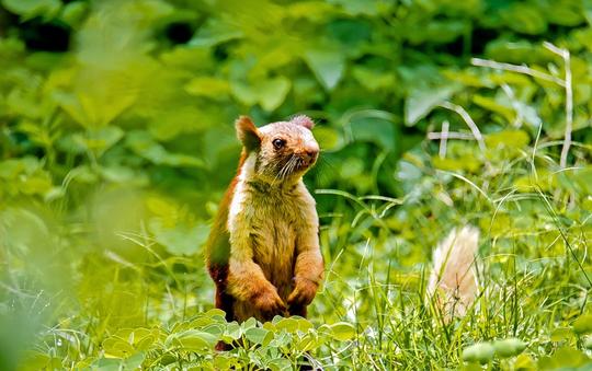 Bandipur National Park Safari Package Image