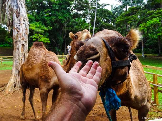 Interact with lovely camels and be friendly with them