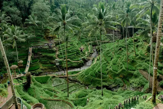 Alas Harum Swing, Tegalalang Ubud Image