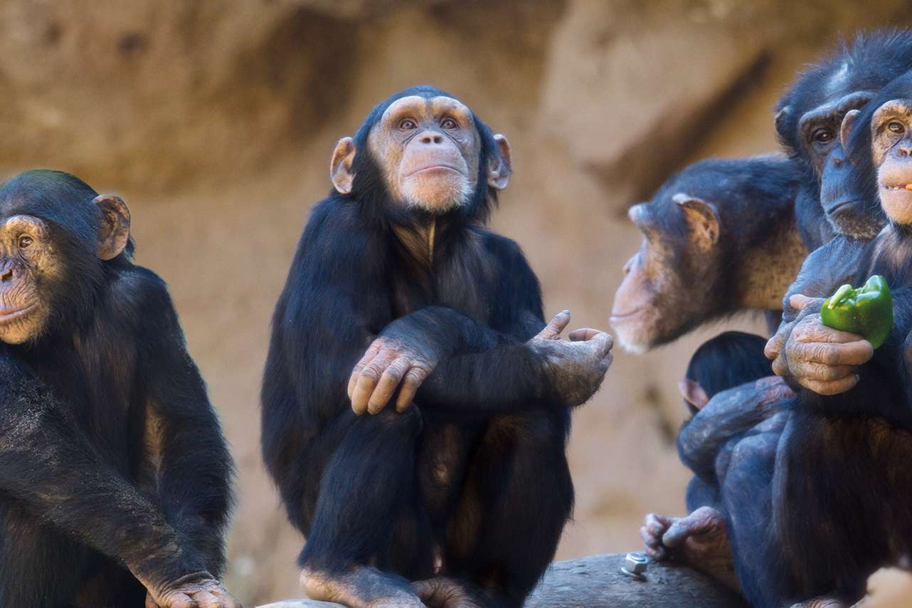 Loro Parque Tickets Image