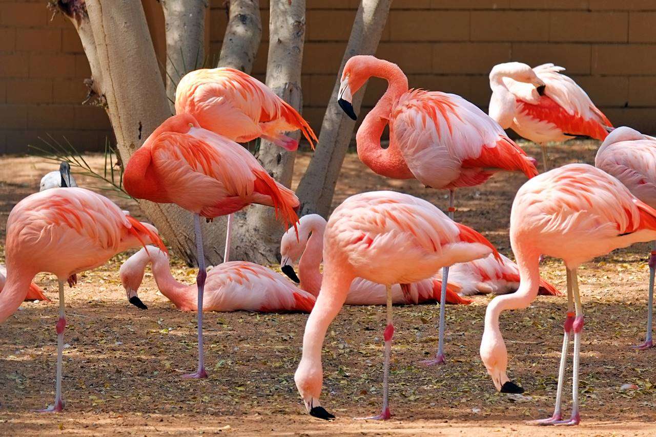 Marvel at the flamboyant feathers of the Chilean Flamingo