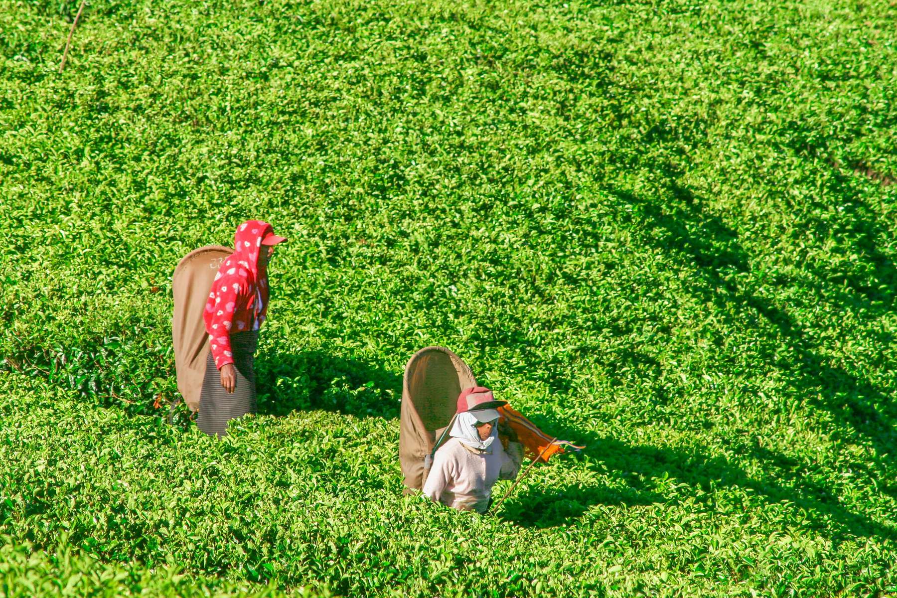 Colombo to Nuwara Eliya Tour Image