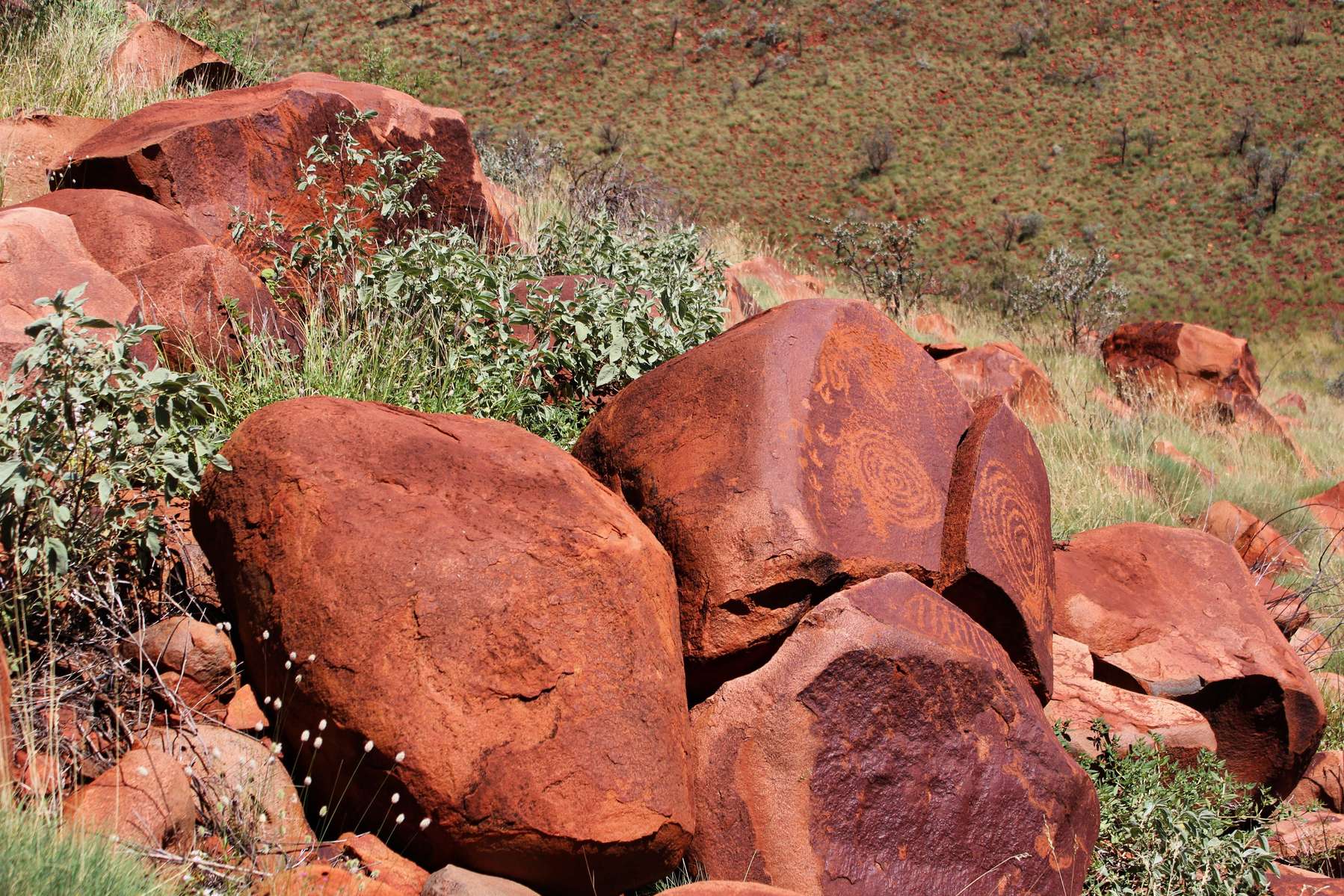 Private Sightseeing Tour of Sydney Image