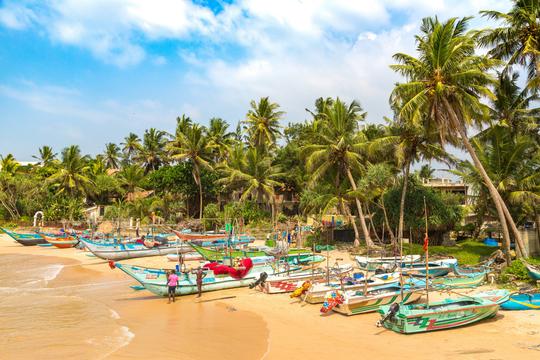 Whale Watching Tour From Galle Image