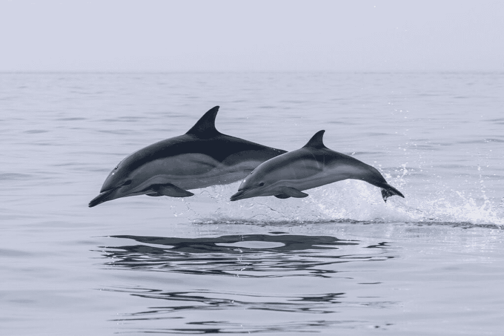 Feel the excitement as dolphins playfully swim alongside you at Coco Beach