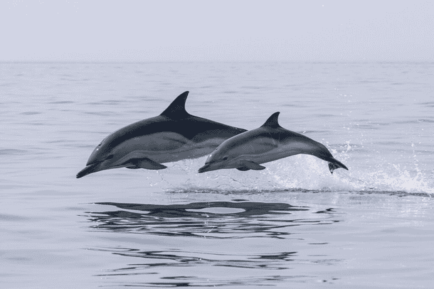 Feel the excitement as dolphins playfully swim alongside you at Coco Beach