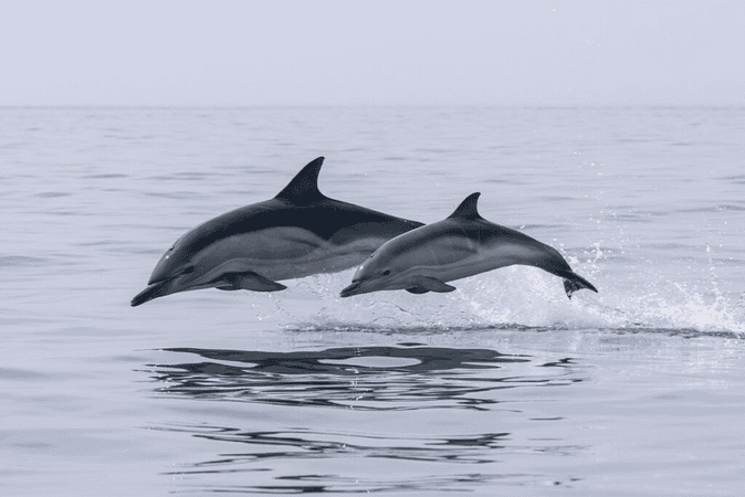 Feel the excitement as dolphins playfully swim alongside you at Coco Beach