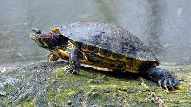 Kuta Beach Sea Turtle Conservation Center