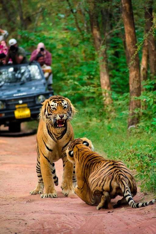 Jaipur to Ranthambore Tour Image
