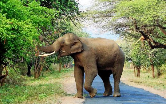 Chinnar Wildlife Sanctuary Jeep Safari Image