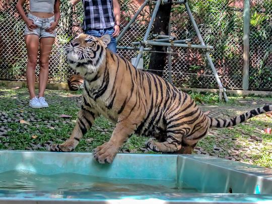 Phuket Tiger Kingdom Tickets Image
