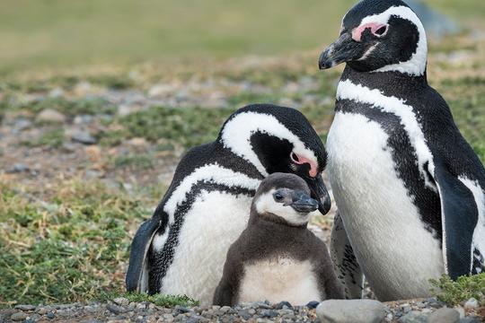 Chiang Mai Zoo Tickets Image