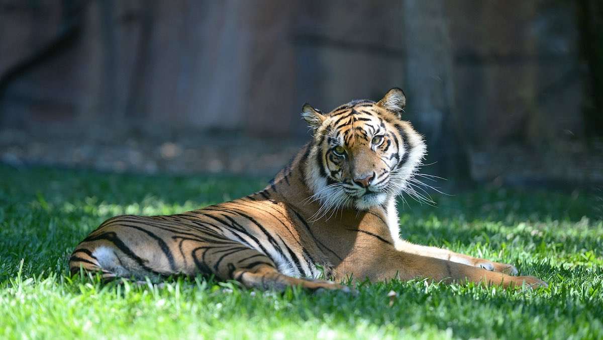 Adelaide Zoo Tickets Image