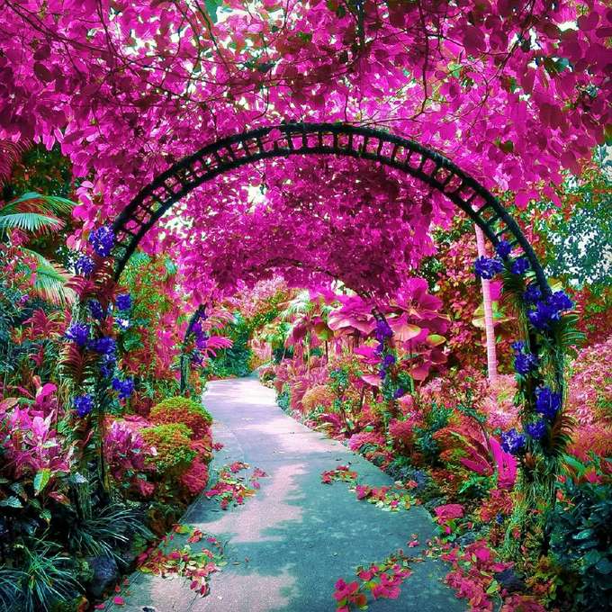 Enter into the magical world of orchids and other flowers