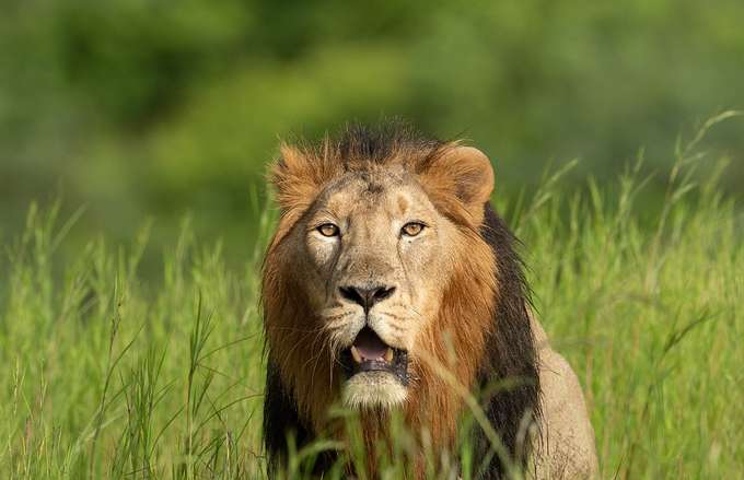 Get a chance to see a lion hiding in the grass during your wildlife safari in Devalia National Park