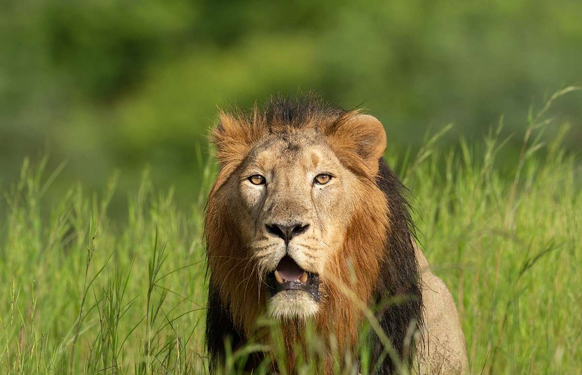 Get a chance to see a lion hiding in the grass during your wildlife safari in Devalia National Park