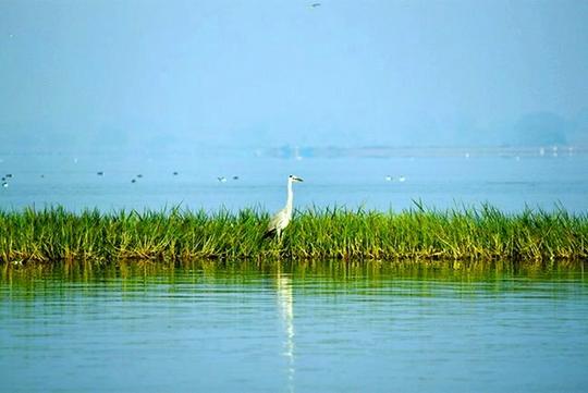 Bhigwan Bird Watching Image