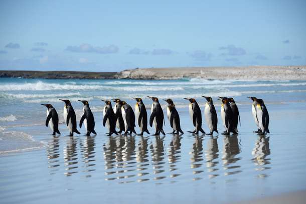 Phillip Island Penguin Parade Tour, Australia