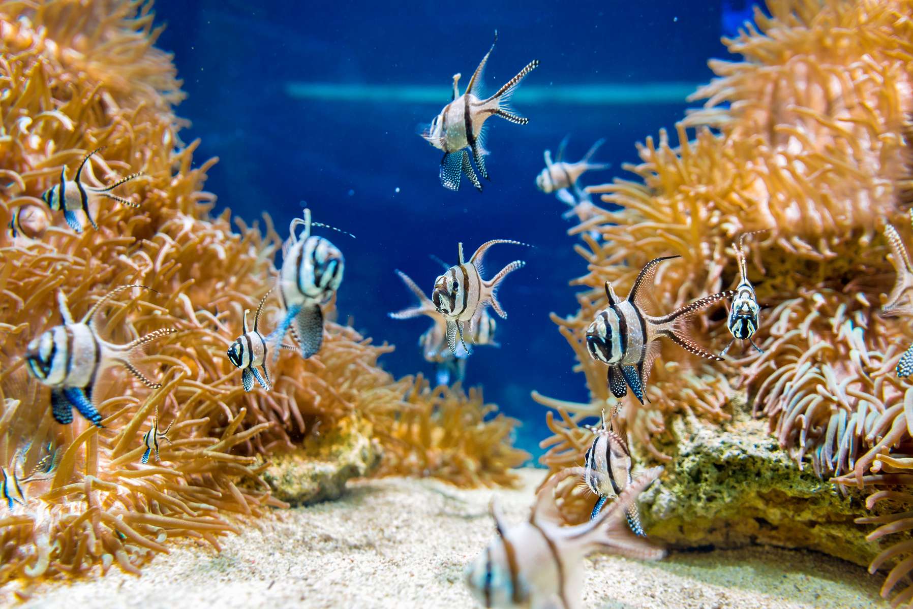 Sea Life Manchester Tickets Image