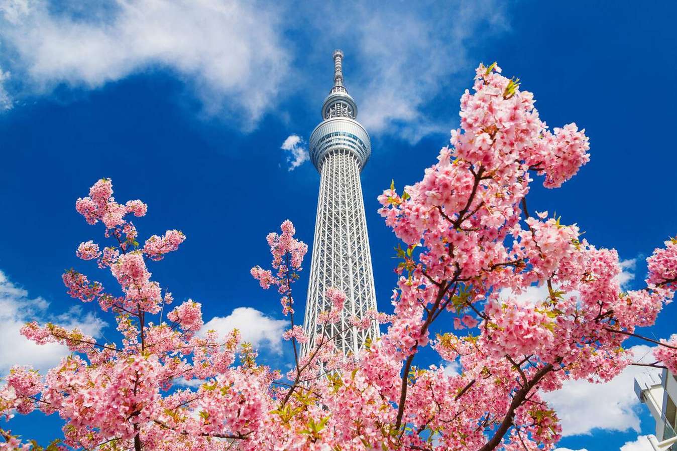 Stunning view of Tokyo Skytree during spring