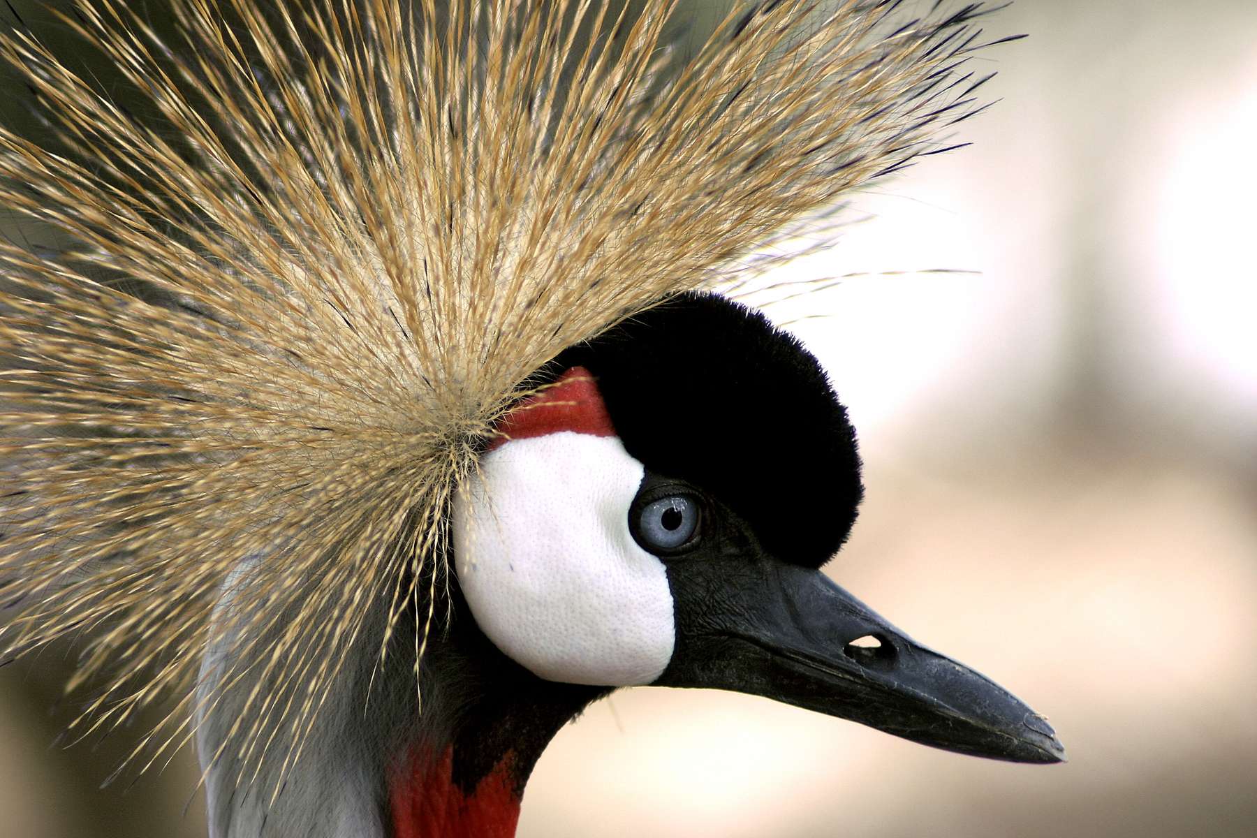 Lisbon Zoo Tickets Image