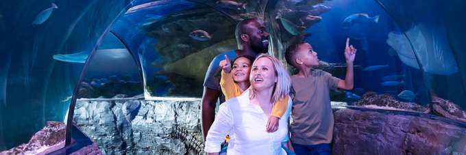Experience the magic of marine life at Sea Life Charlotte-Concord with your loved ones
