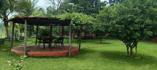 Flame Of The Forest Image