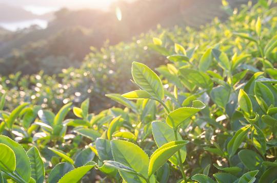Tea Plantation Walk In Chikamagalur Image