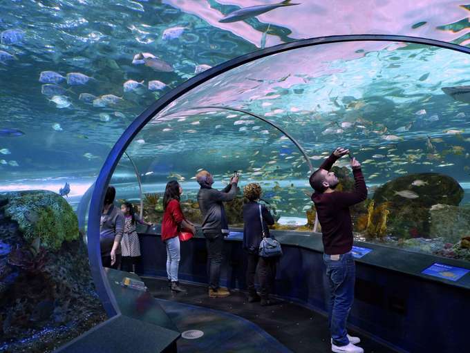 Explore life-size habitats recreating ocean, reef, and freshwater zones at Ripley's Aquarium of Canada