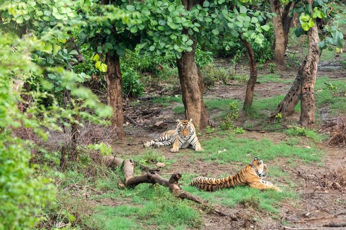 Feel the thrills as you spot tigers resting in the reserve during your 12-hour day trip to Sariska