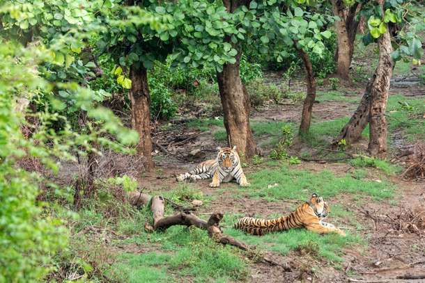 Feel the thrills as you spot tigers resting in the reserve during your 12-hour day trip to Sariska