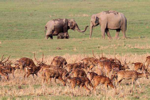 Duefdu2oya0eszbzls3q3c8q7w0x jim%20corbett1