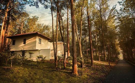 Rosetta by Ferns Sakleshpur Image