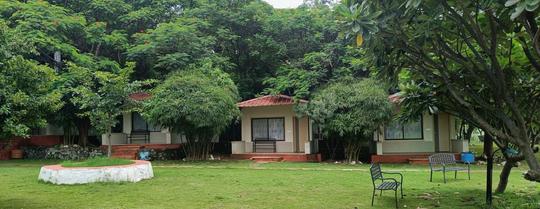 Flame Of The Forest Image