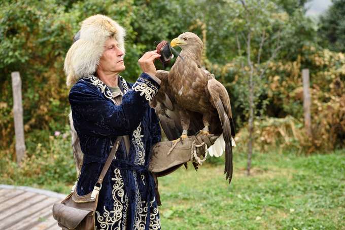 Trainer placing hood on White Tailed Eagle