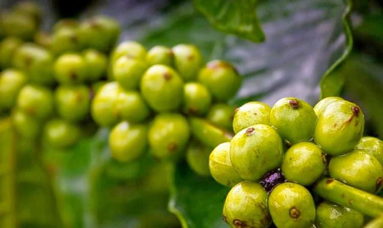 Coffee Plantation Visit