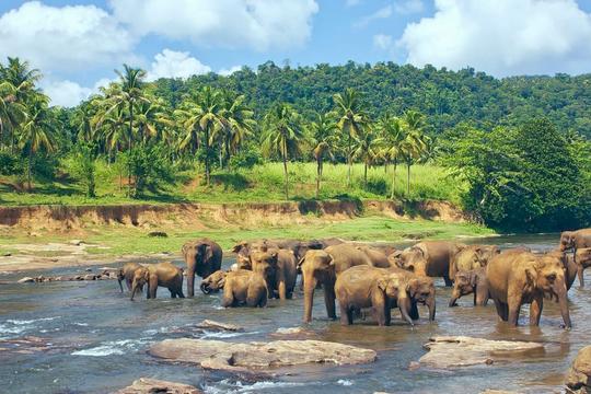 5 Nights New Year Extravaganza in Srilanka Image