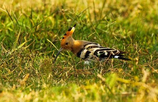 Bhigwan Bird Watching Image