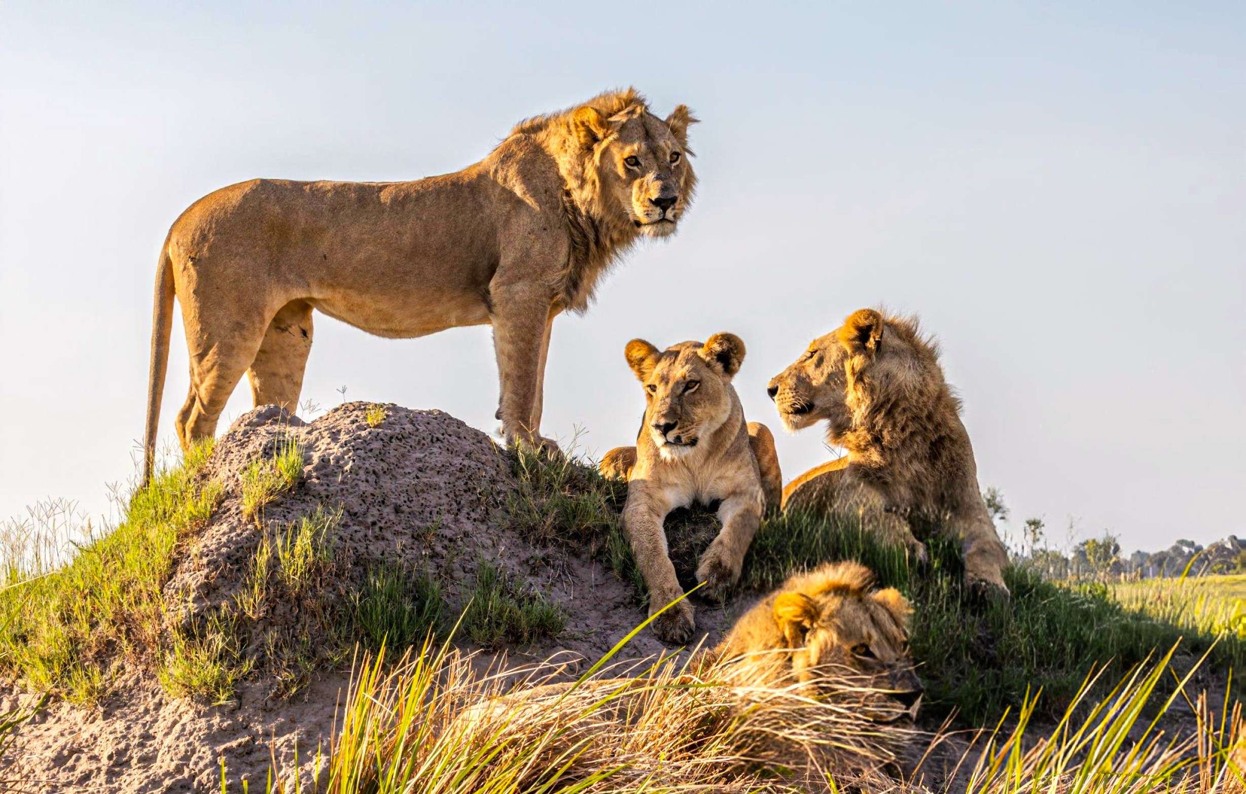 Lion Family at Okavango Delta