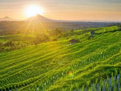 Jatiluwih Trekking Image