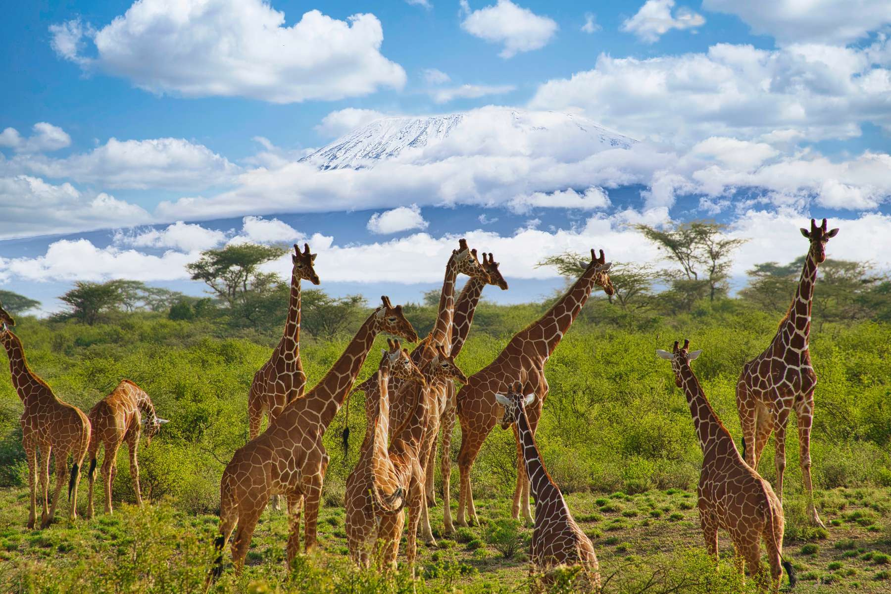 Morning Game Drive at Amboseli National Park Image