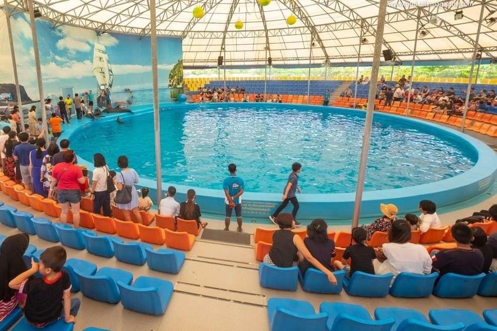Phuket Dolphin Show Ticket Image