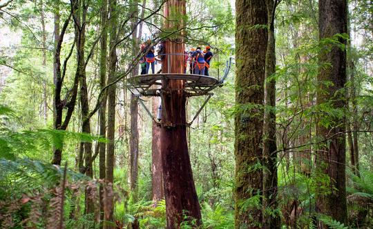 Ziplining In Melbourne Image